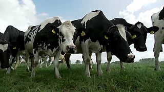 Szarvasmarhák legelnek Hollandiában egy mezőn. 