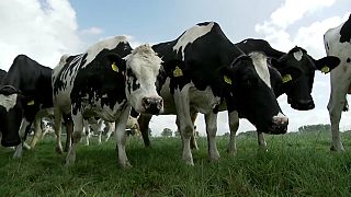 Cows in The Netherlands