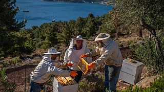 Bienenstöcke auf dem landwirtschaftlichen Betrieb "Caserma of Herbs" auf der griechischen Insel Leros, 08.06.2022
