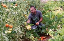 قاسم الشريم يقطف طماطم مزروعة في صوبة زراعية في قرية بني حيان جنوب لبنان. 2022/06/07