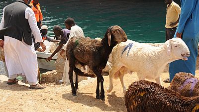 Sudan: Over 15,000 sheep drown after ship sinks