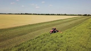 Champs de blé en Ukraine