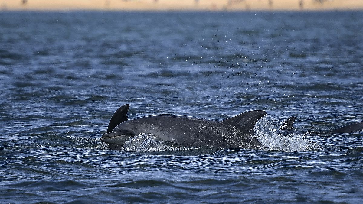 Дельфины в акватории Атлантического океана