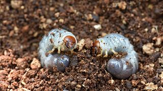 Scientists have discovered that enzymes in wax worm saliva dissolve plastic