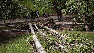 People walk past uprooted trees in Seymenler Park after a storm and heavy rainfall in Ankara.