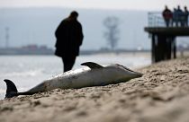 Egy elpusztult delfin a várnai tengerparton 2007. március 17-én – képünk illusztráció