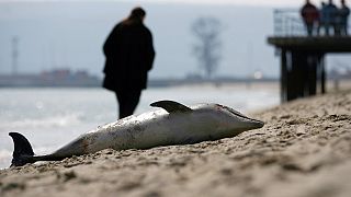 Egy elpusztult delfin a várnai tengerparton 2007. március 17-én – képünk illusztráció