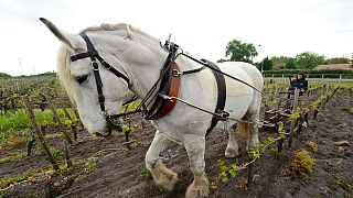 Archives : cheval travaillant dans les vignes du Château de Rouillac (région de Bordeaux, sud-ouest de la France), le 26/04/2021