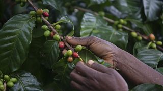 Plantação de café na Gorongosa, Moçambique