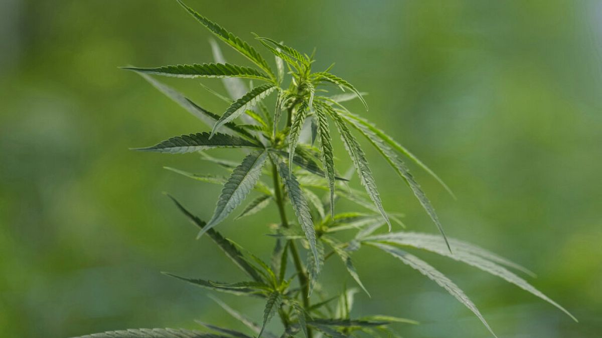 Cannabis - Karl Lauterbach hat mögliche neue Regeln vorgestellt