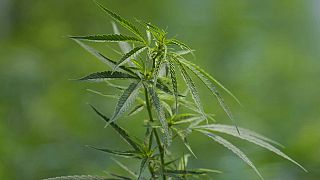 Cannabis - Karl Lauterbach hat mögliche neue Regeln vorgestellt