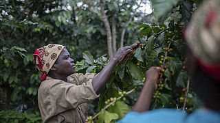 Coffee is helping restore Mozambique's rain forest