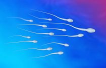 En busca de pistas sobre la disminución del número de espermatozoides, se han encontrado niveles "alarmantes" de sustancias químicas en muestras de orina masculina