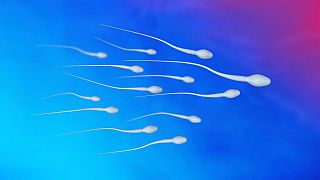 A csökkenő spermiumszám okát keresik kutatók