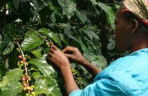 هل يمكن لزراعة القهوة أن تحمل الحل لإنقاذ غابات موزمبيق النادرة؟