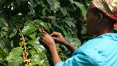 هل يمكن لزراعة القهوة أن تحمل الحل لإنقاذ غابات موزمبيق النادرة؟