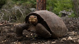 Fernanda the tortoise