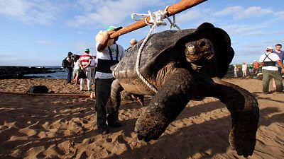 A turtle is carried by rangers on Pinta Island, in the northern waters of the Galapagos Archipelago, 2012