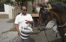 Un caballo de carruaje bebe agua