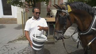 Un caballo de carruaje bebe agua 