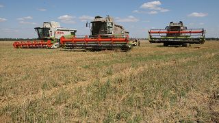 مزارعون يحصدون الحبوب في أرض بالقرب من قرية جوفتنيف في منطقة تشرنيغوف على بعد 220 كيلومترًا شمال كييف في 11 أغسطس 2009