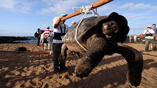 محیط‌بانان در حال حمل یک لاک‌پشت در جزیره پینتا، در آب‌های شمالی مجمع‌الجزایر گالاپاگوس در سال ۲۰۱۲