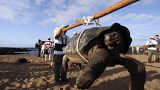 Una tortuga es llevada por los guardas en la isla Pinta, en las aguas del norte del archipiélago de Galápagos, 2012