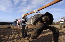 Eine Schildkröte wird von Rangern auf der Insel Pinta getragen, in den nördlichen Gewässern des Galapagos-Archipels, 2012