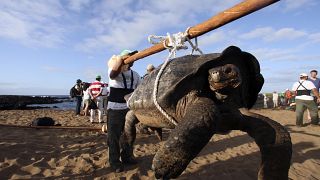 Eine Schildkröte wird von Rangern auf der Insel Pinta getragen, in den nördlichen Gewässern des Galapagos-Archipels, 2012