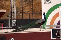 طائر طاووس يقطع خطاب رئيس حزب ماس باييس في إشبيلية.