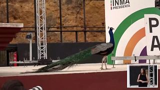 طائر طاووس يقطع خطاب رئيس حزب ماس باييس في إشبيلية.