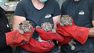 Copie d'écran d'une vidéo montrant trois bébés lynx nés le 18 mai au parc de Sainte-Croix, en France.