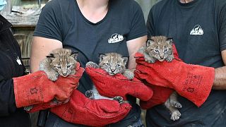 Three female lynx cubs born on May 18, 2022