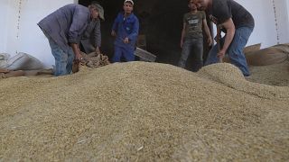 La Tunisie vise l’autosuffisance en blé dur