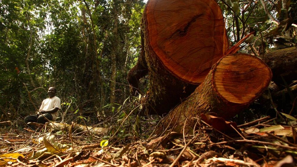 europe-s-rubber-demand-poses-big-threat-to-african-forests-ngo-says