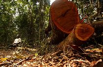 Um homem não identificado senta-se ao lado de uma árvore derrubada na reserva florestal da montanha Afi perto de Ikom, Nigéria, quinta-feira, 13 de dezembro de 2007.