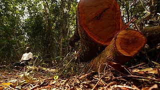 An unidentified man sits next to a felled tree at the Afi mountain forest reserve near Ikom, Nigeria