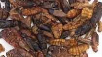 This vending machine sells 18 types of deep-fried insects, including crickets and grasshoppers. Fancy a snack?