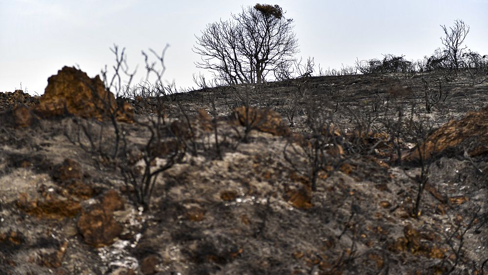 Wildfires rage in Catalonia amid soaring heatwave temperatures