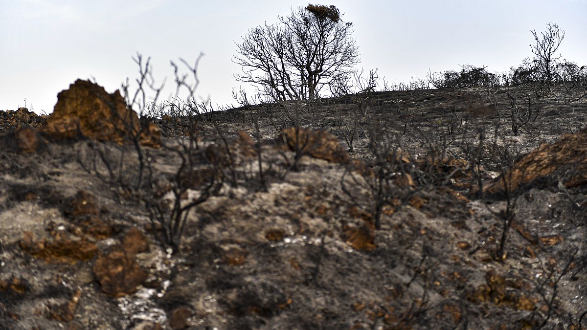 A view of burned landscape after forest fires affected the area near to Miranda de Arga.