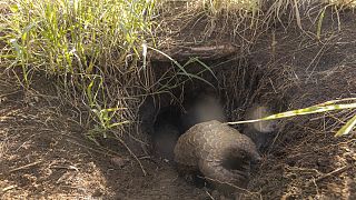 South African hospital offers new hope to endangered pangolins