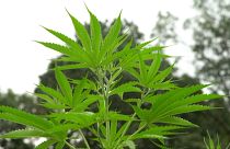 Una pianta di canapa. In tutto e per tutto simile alla cannabis, ma priva del THC, il principio attivo che la contraddistingue