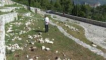 Уничтожены более 700 каменных надгробий