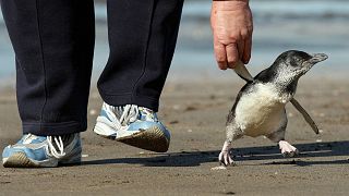 کورورا، کوچکترین گونه پنگوئن در جهان (تاریخ عکس: ۲۰۱۰، مکان: سواحل نیوزلند)