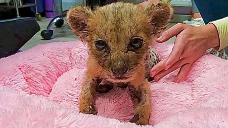 As a tiny cub, Simba was found, abandoned and emaciated, in a cardboard box in a deserted garage, near Moscow.