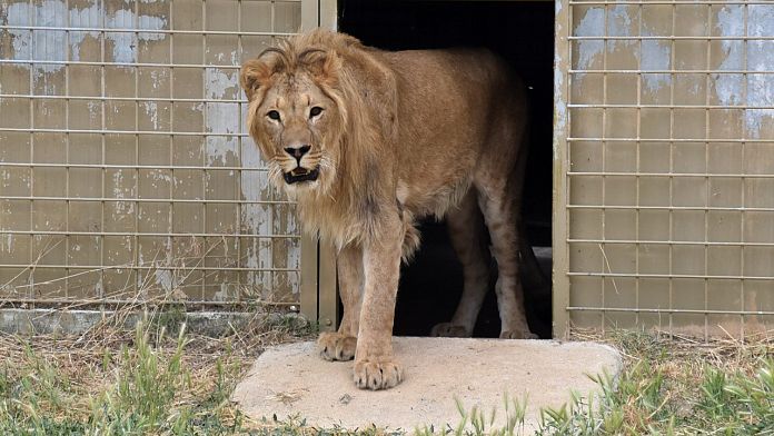 Simba the lion: Abandoned cub victim of Russian wildlife trade begins new life in Italy