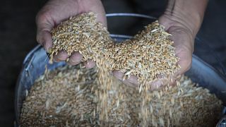 Avant la guerre, l'Ukraine était le quatrième exportateur mondial de blé.