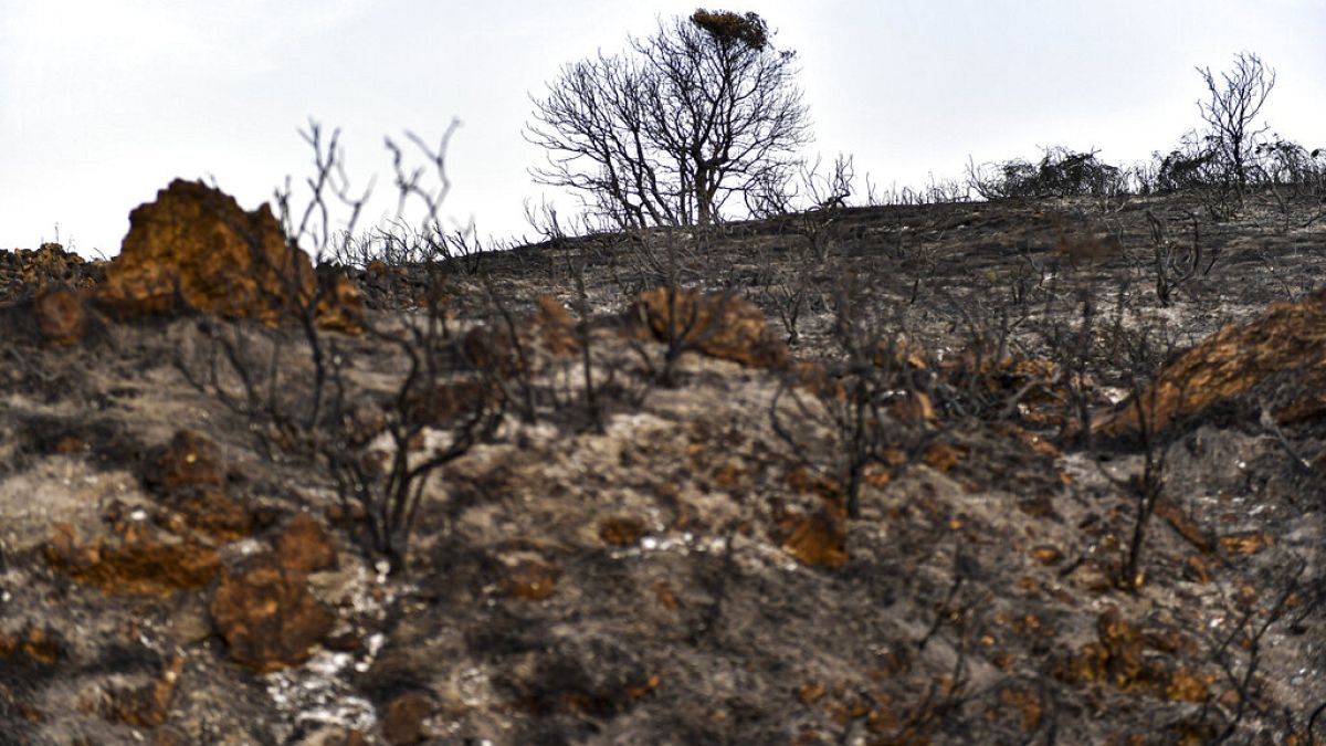 Végétation calcinée après les incendies de forêt qui ont touché la zone proche de Miranda de Arga, dans le nord de l'Espagne, jeudi 16 juin 2022.