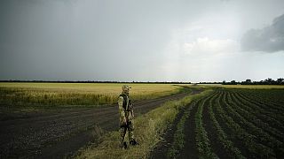 A Russian soldier guards an area next to a field of wheat in the Zaporizhzhia region in an area under Russian military control, 14 June 2022