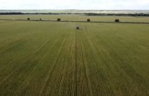 Campo de cultivo de trigo en Ucrania